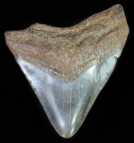 Juvenile Megalodon Tooth #61851